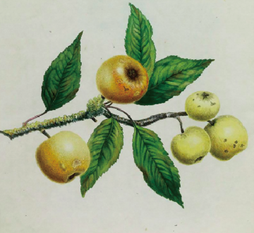 Apple apple