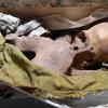 Skull from archaeological dig