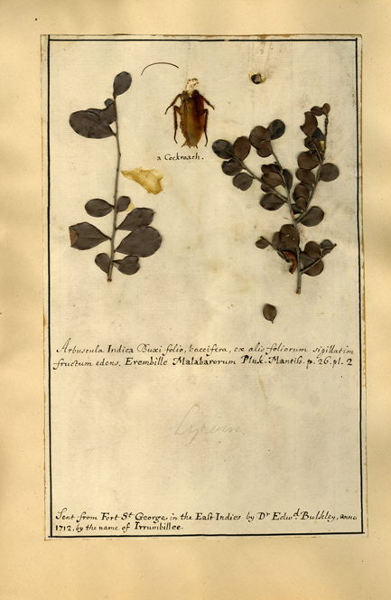 A box-thorn specimen from the Du Bois Herbarium collected in Fort St. George (Chennai), India, which also features a cockroach