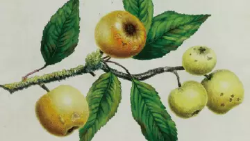 An illustration of the ‘Golden Pippin’ from Knight, Thomas Andrew. 1811. 