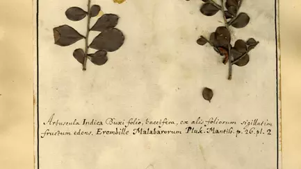A box-thorn specimen from the Du Bois Herbarium collected in Fort St. George (Chennai), India, which also features a cockroach